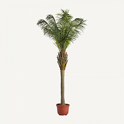 РАСТЕНИЕ ПАЛЬМА 2