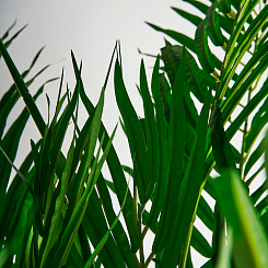 РАСТЕНИЕ ПАЛЬМА