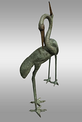 Пара фламинго