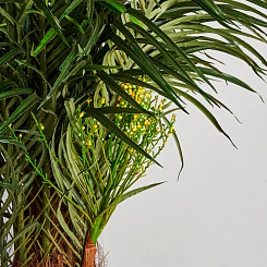 РАСТЕНИЕ ПАЛЬМА 2