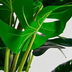 РАСТЕНИЕ МОНСТЕРА