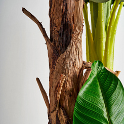 БАНАНОВОЕ РАСТЕНИЕ