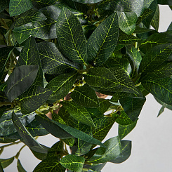 РАСТЕНИЕ ЛАВР